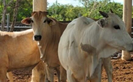 Baja 63.5% exportación de ganado de México a EU por gusano barrenador; medidas ya afectan económicamente a productores