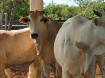 Baja 63.5% exportación de ganado de México a EU por gusano barrenador; medidas ya afectan económicamente a productores