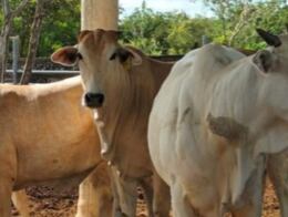 Baja 63.5% exportación de ganado de México a EU por gusano barrenador; medidas ya afectan económicamente a productores