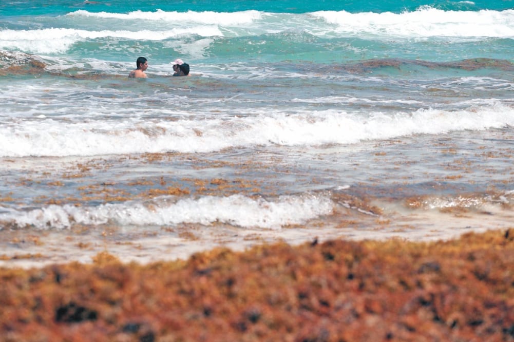 Con la malla que abarcará más de 1.2 km se recolectará y transportará el alga marina para ser procesada como composta, dice Grupo Vidanta. Foto/ ARCHIVO. EL UNIVERSAL