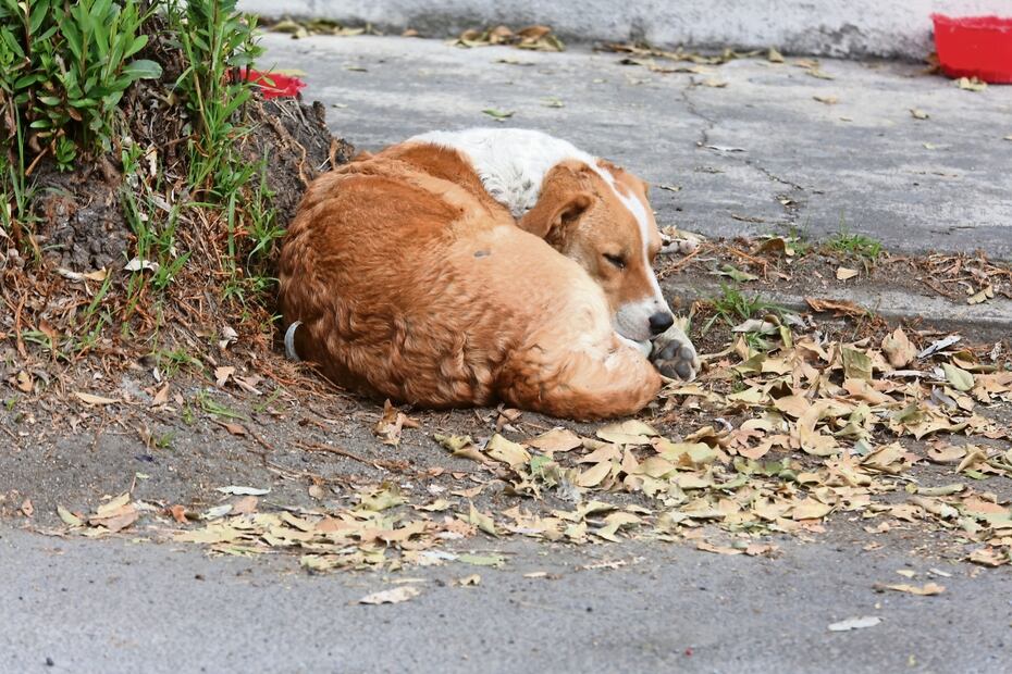 Los perros que pasan la noche en casa, pero el resto del día en la calle también son parte del problema. Foto: Jorge Alvarado