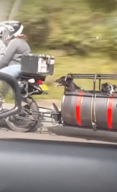 Pareja “tunea” su moto para que sus perritos puedan viajar con ellos