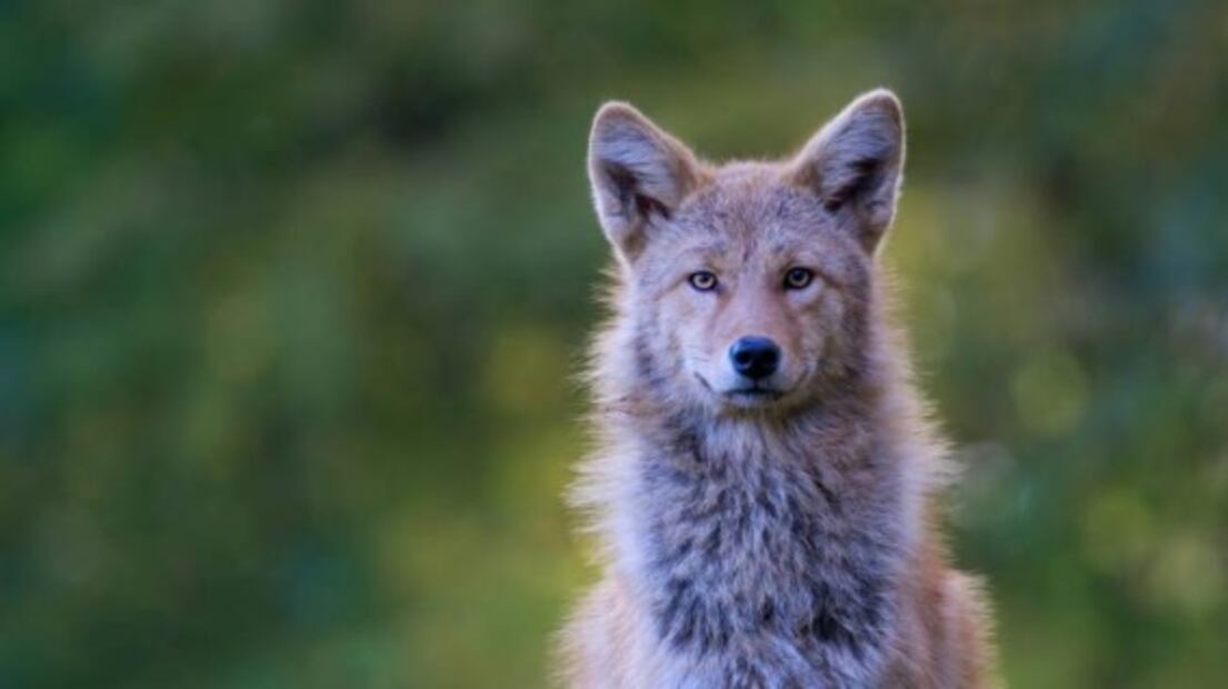 Asombrosos animales híbridos que tal vez no conocías