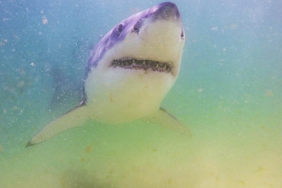 "Cabo Cod, la amenaza de los mares". Fuente: Twitter @showmundialshow