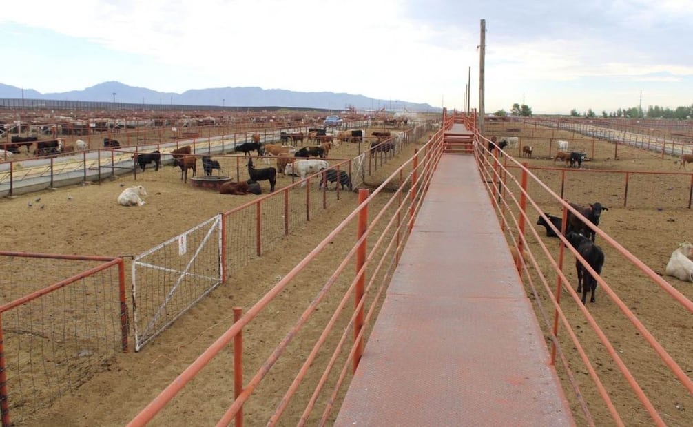 Confirman primer caso de gusano barrenador en Chihuahua; activan cerco sanitario.
Foto: Especial.