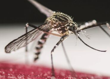 Reportan 420 casos de zika en Guerrero