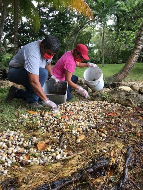 Registran muerte de más de 94 mil caracoles chivita en Laguna de Bacalar en junio