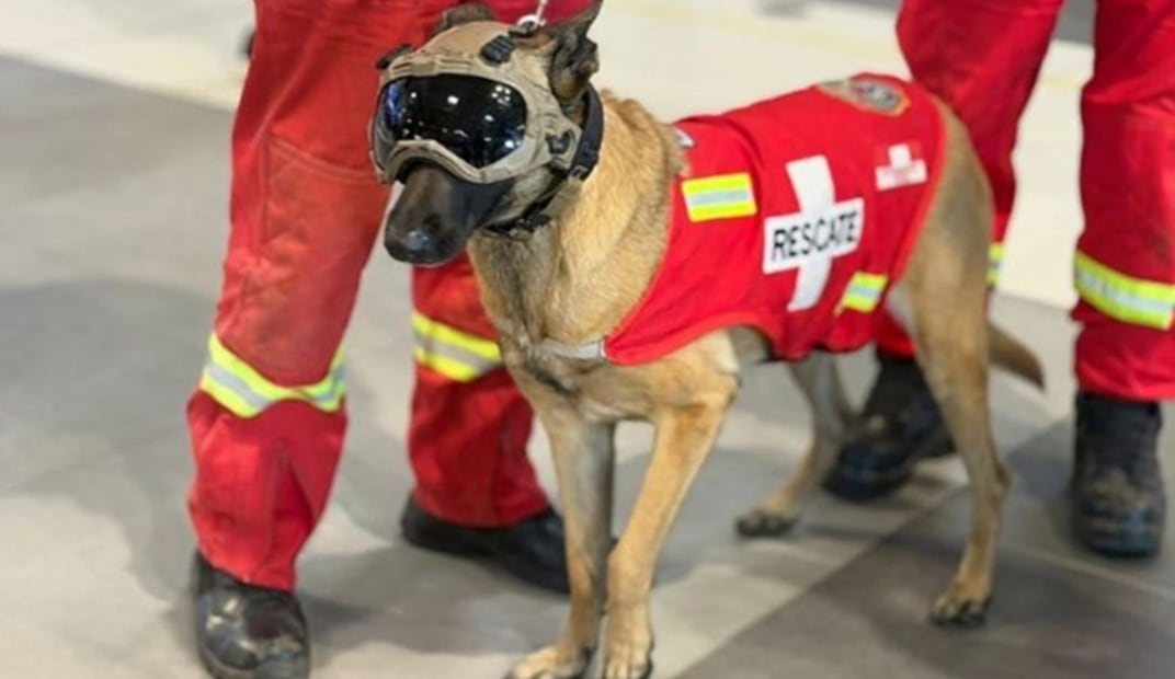 Kayra, una perrita rescatista peruana de cuatro años, también forma parte de la misión internacional desplegada en el país. FOTO: ESPECIAL