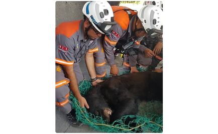 Capturan a osezno que deambulaba en zona metropolitana de Monterrey