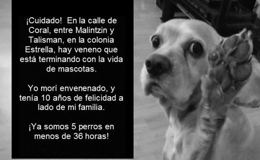 Vecinos denuncian envenenamiento de perros en GAM