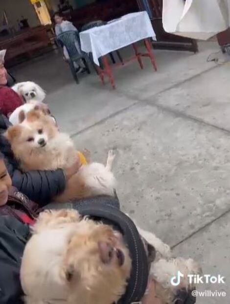 Sacerdote da la bendición a perritos y uno termina en exorcismo