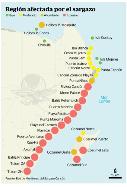 Vuelve sargazo a playas en el Caribe mexicano