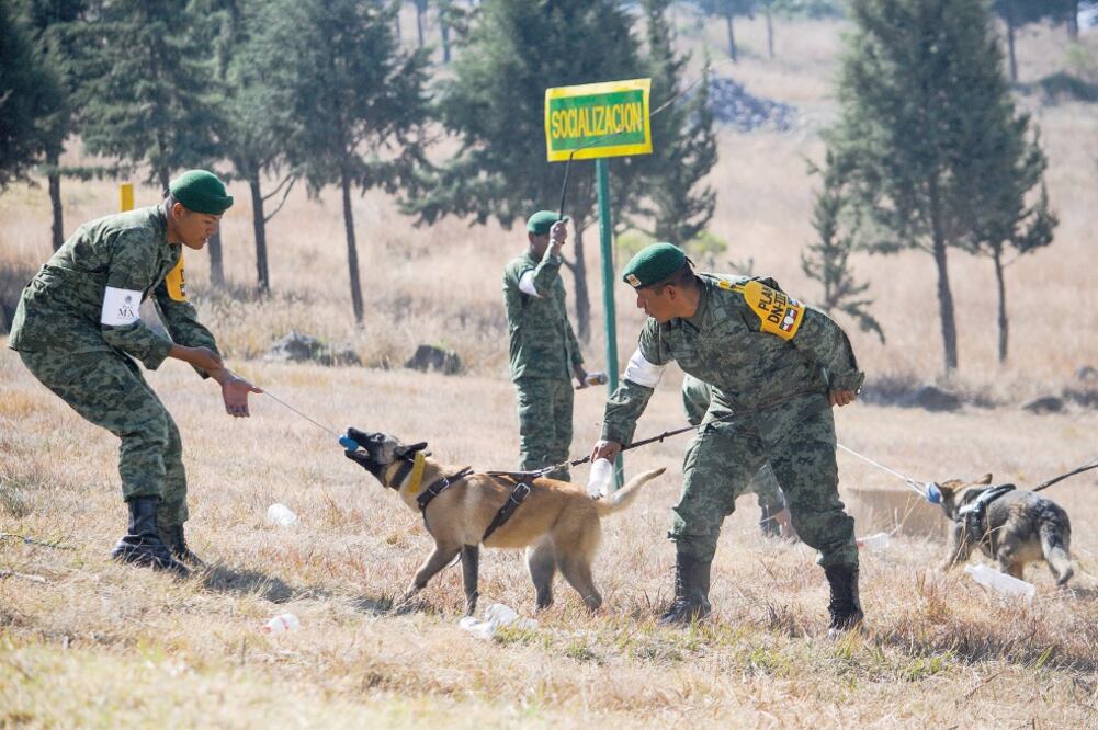 El Centro de Producción Canina del Ejército y Fuerza Aérea Mexicanos se ubica en San Miguel de los Jagüeyes, Estado de México (RICARDO MOYA. EL UNIVERSAL)