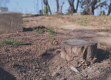 Cortan 5 mil árboles en este año por riesgo para los capitalinos