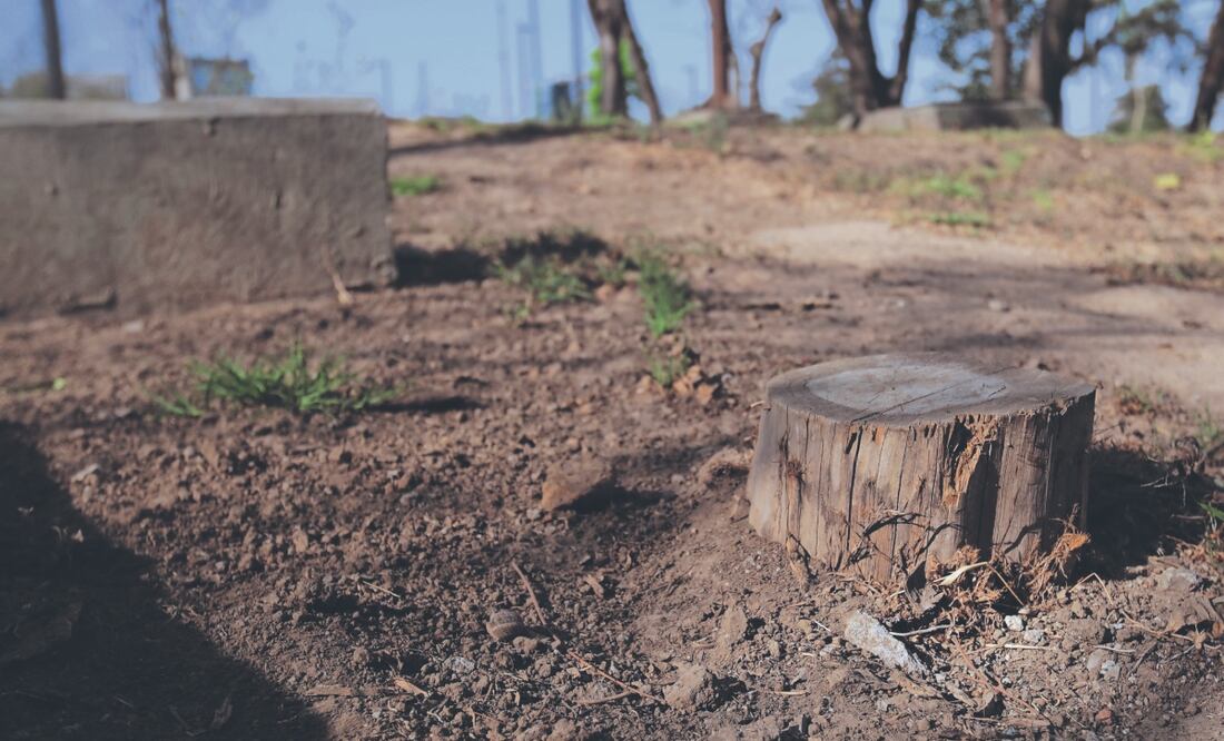 Los árboles fueron sometidos a un proceso de seccionamiento. Archivo El Universal