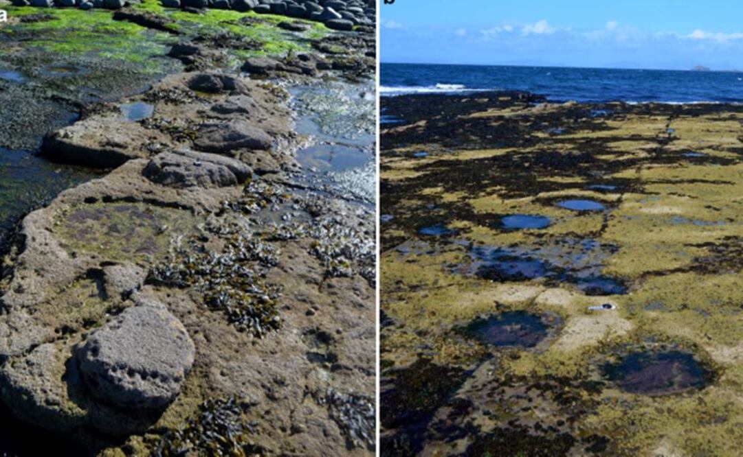 Los autores de las huellas fueron antepasados de conocidas especies como el Brontosaurus y el Diplodocus. Foto: Scottish Journal of Geology