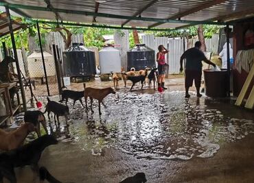 Asociación habilita albergue para rescatar a perritos y mascotas perdidas tras paso del huracán "Erick"; les proporcionan refugio seguro