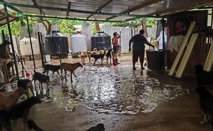 Asociación habilita albergue para rescatar a perritos y mascotas perdidas tras paso del huracán "Erick"; les proporcionan refugio seguro