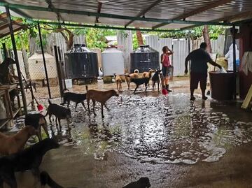 Asociación habilita albergue para rescatar a perritos y mascotas perdidas tras paso del huracán "Erick"; les proporcionan refugio seguro