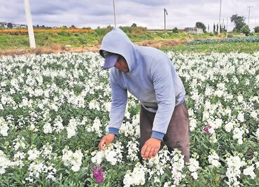 Productores de cempasúchil en el Edomex limitan su producción