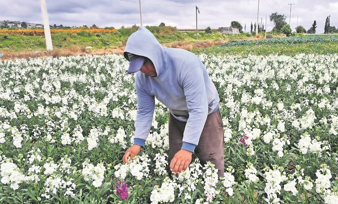 Floricultores esperan que esta temporada la venta de nube, cempasúchil y alhelí repunte y recuperen la inversión. Foto: Claudia González/EL UNIVERSAL.
