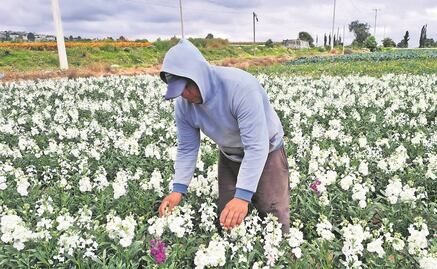 Productores de cempasúchil en el Edomex limitan su producción
