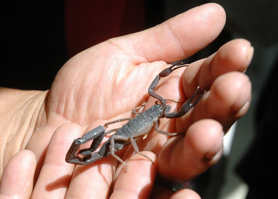 Un investigador muestra un alacrán en el Bioterio del Instituto de Biotecnología en el campus Morelos de la UNAM Foto: El Universal