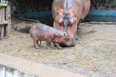Nace cría de hipopótamo en zoo de Chilpancingo