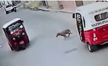 VIDEO: Lomito “atropella” a mototaxi y se da a la fuga en Oaxaca 