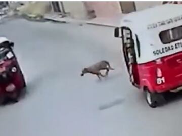 VIDEO: Lomito “atropella” a mototaxi y se da a la fuga en Oaxaca