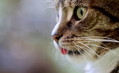 ¿Gatos en casa?; 5 datos sorprendentes que probablemente no sabías de estos felinos