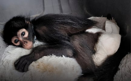 Profepa asegura cría de mono araña que tenían como mascota en Colima; especie está en peligro de extinción
