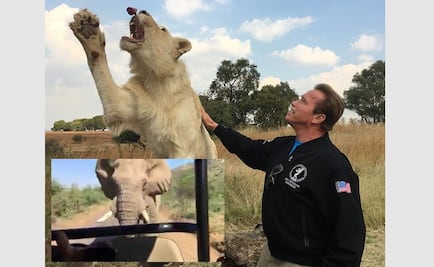 Schwarzenegger es perseguido por un elefante