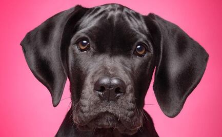 La rotunda transformación de un perro tras visitar la peluquería que impactó a su dueña