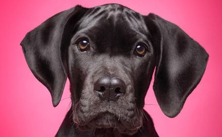 La rotunda transformación de un perro tras visitar la peluquería que impactó a su dueña