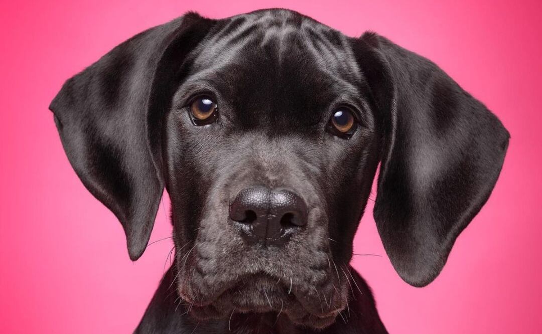 La rotunda transformación de un perro tras visitar la peluquería (Fuente Instagram @elfotografodeperros)