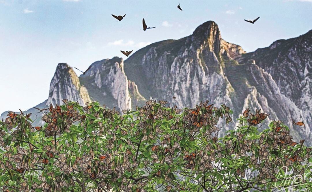 Las mariposas Monarca iniciaron en agosto su largo recorrido de más de 4 mil kilómetros, desde el sur de Canadá, cruzando Estados Unidos y el norte de México, para llegar al Estado de México y Michoacán. Foto: CORTESÍA CONANP