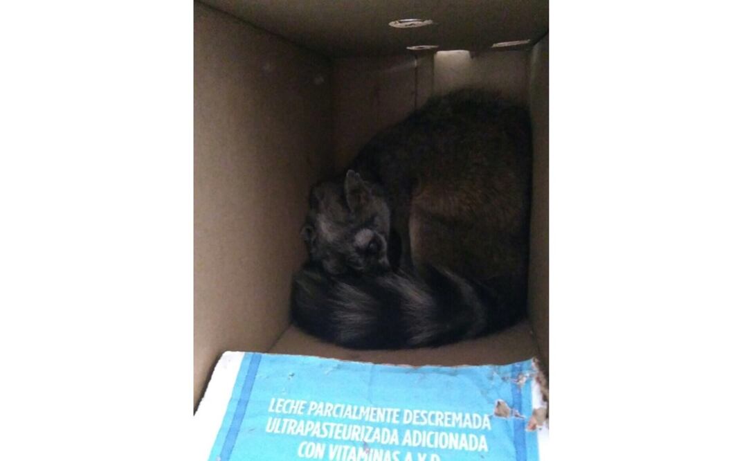 (Foto: Twitter @SSP_CDMX)