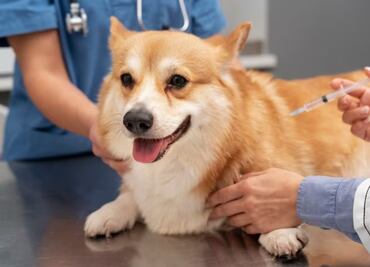 Expertos confirman por qué vacunar a tu perro o gato podría salvarles la vida; no pongas en riesgo a tu mascota