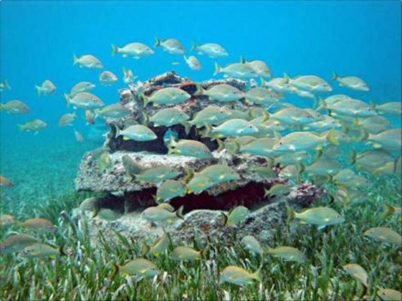 México, líder en protección de áreas marinas