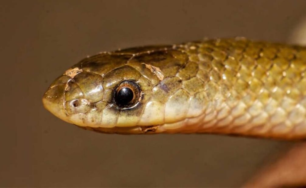 La serpiente Yakacoatl tlalli conserva ojos relativamente grandes en comparación con otros miembros de su grupo. Foto: Oscar Olivares/ UNAM-BUAP