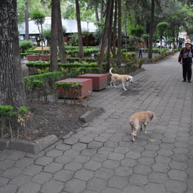 Entérate. Cinco lugares para pasear a tu perro