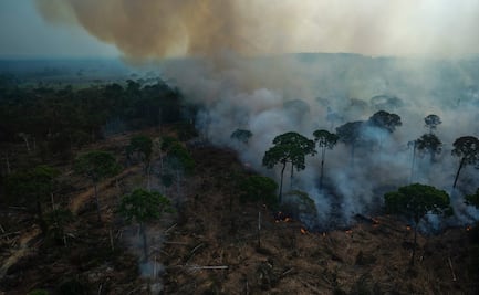 Se reduce el tamaño de las aves del Amazonas por el calentamiento global: Estudio