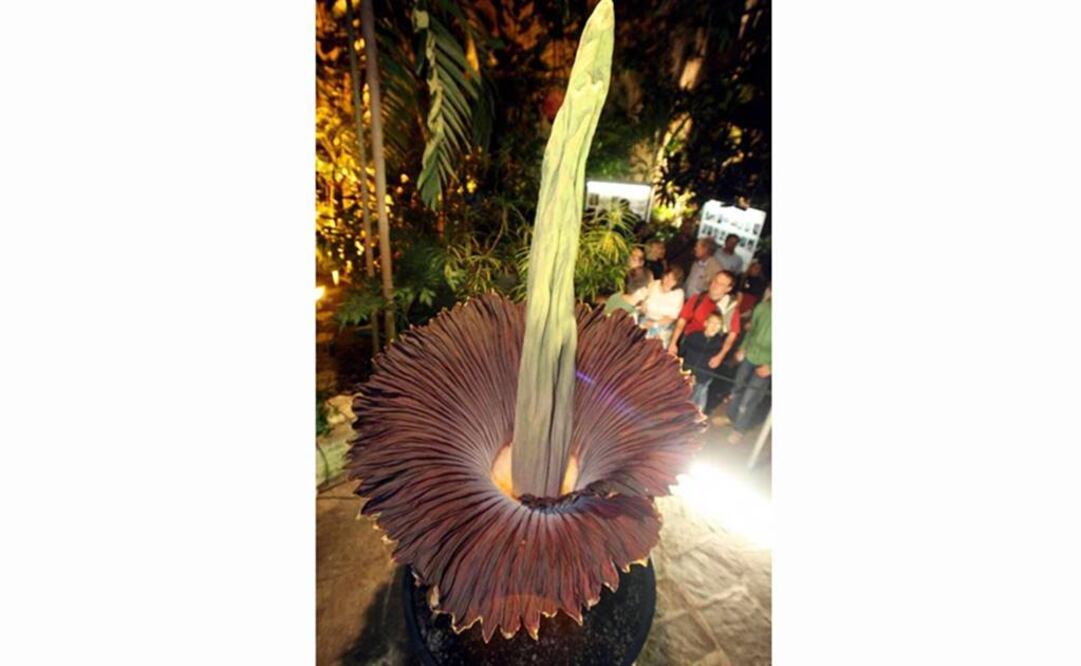 Floreció en un jardín botánico en el sur de Australia. Foto: Archivo