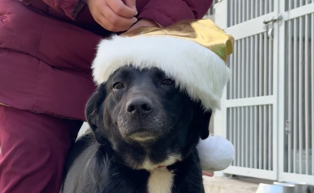 Perritos del CTC esperan ser adoptados (21/12/2025). Foto: Especial