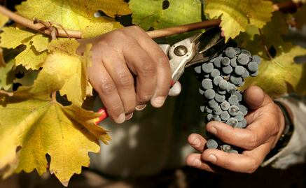 Temporada de vendimia en Baja
