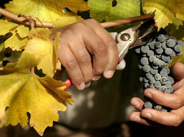 Temporada de vendimia en Baja