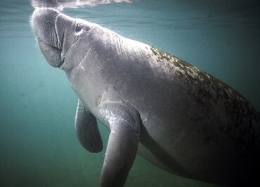 Manatíes, en peligro por el incumplimiento de las regulaciones en México