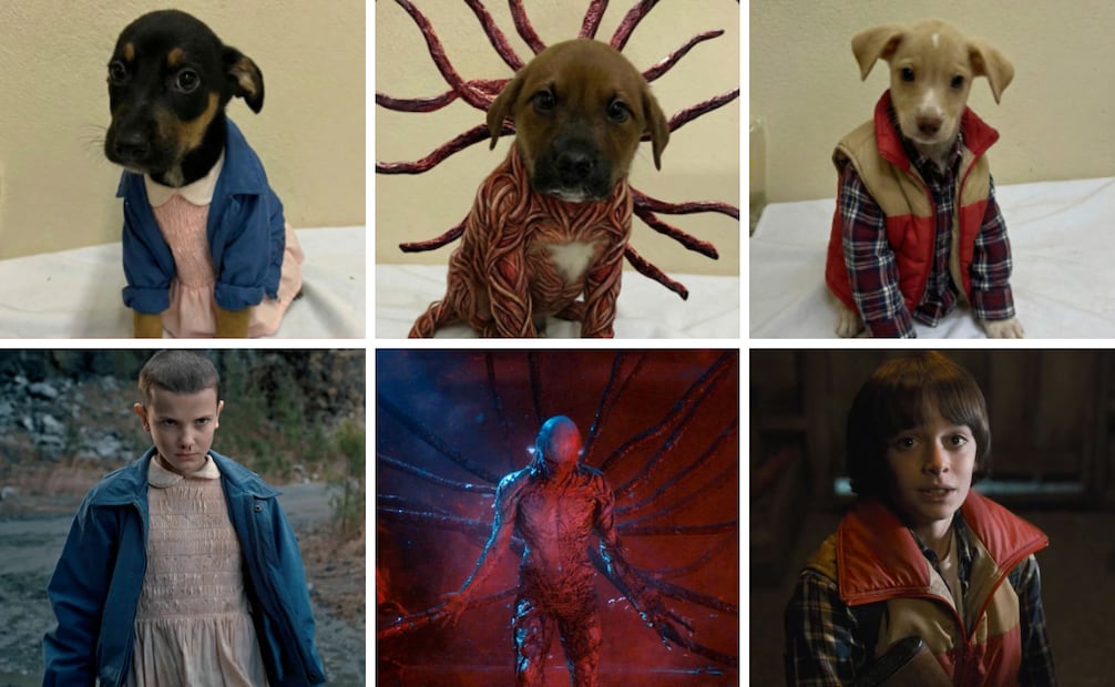 El Departamento de Protección Animal combinó tecnología y cultura pop para esta campaña. Foto: Instragram @dpa.cxs