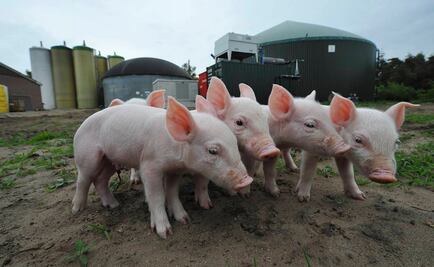 “Reality” de la tv británica reta a concursantes a comerse a su mascota